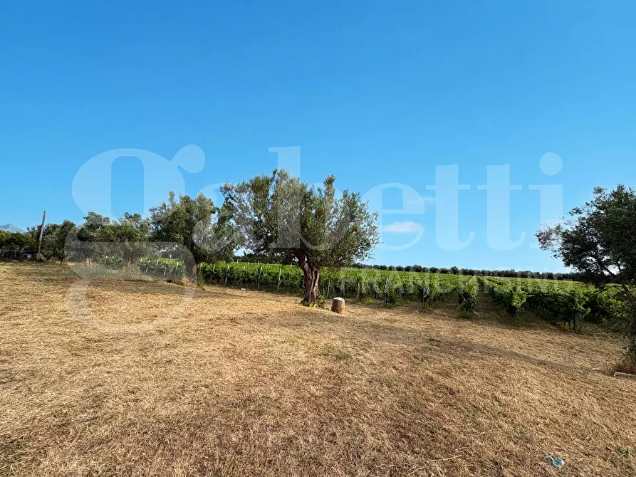 Immagine 16 di Azienda agricola in vendita  in LocalitÃ  Monticello a Pastorano