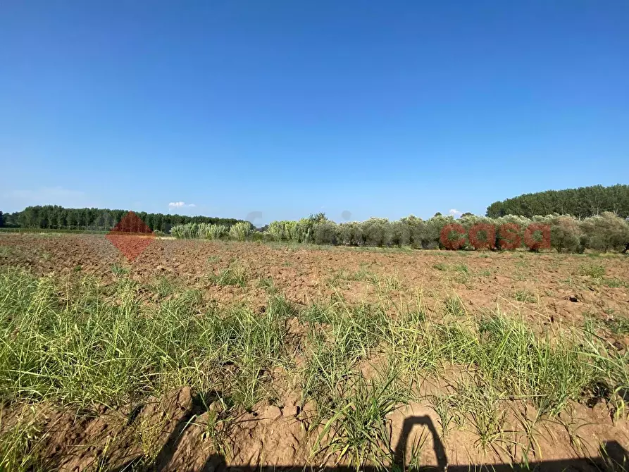 Immagine 29 di Terreno agricolo in vendita  in LocalitÃ  Starzella, SNC a Falciano Del Massico