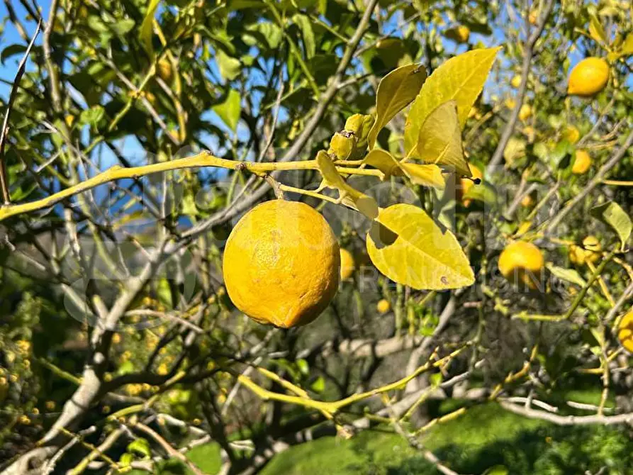 Immagine 44 di Villa in vendita  in Contrada santo stefano, 165/A a Gioiosa Marea
