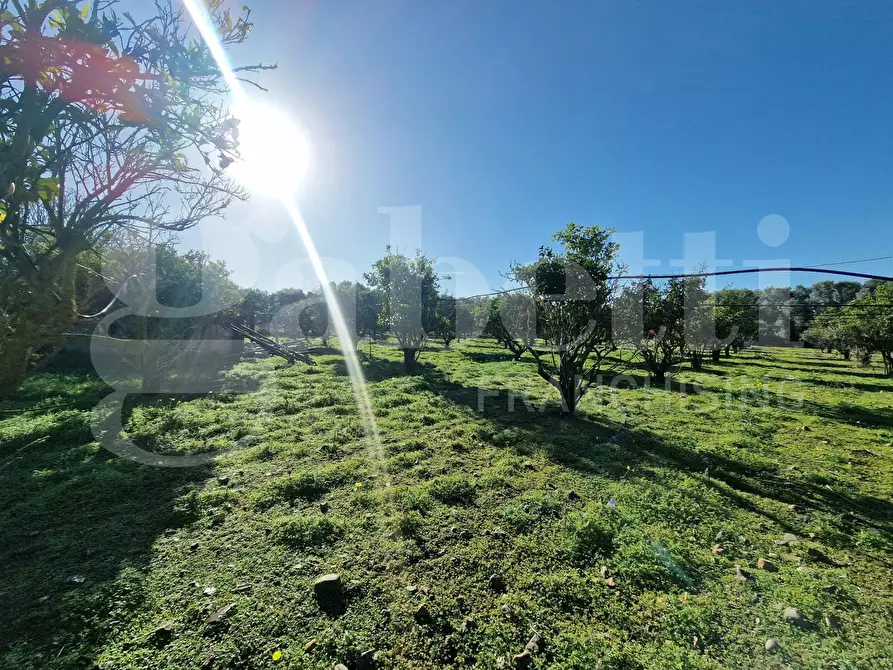 Immagine 11 di Terreno agricolo in vendita  in Via dessi, snc a Sestu