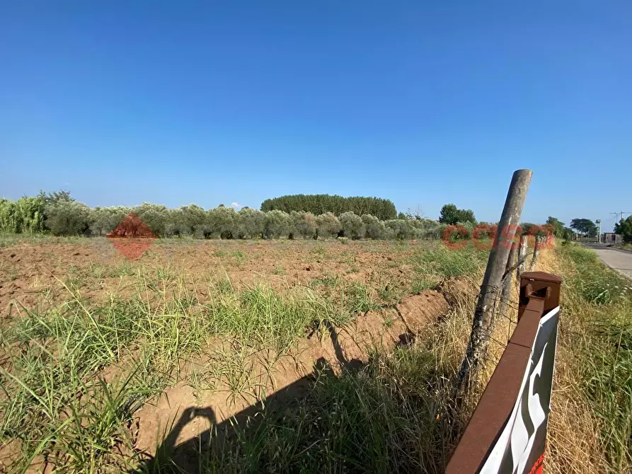 Immagine 6 di Terreno agricolo in vendita  in LocalitÃ  Starzella, SNC a Falciano Del Massico