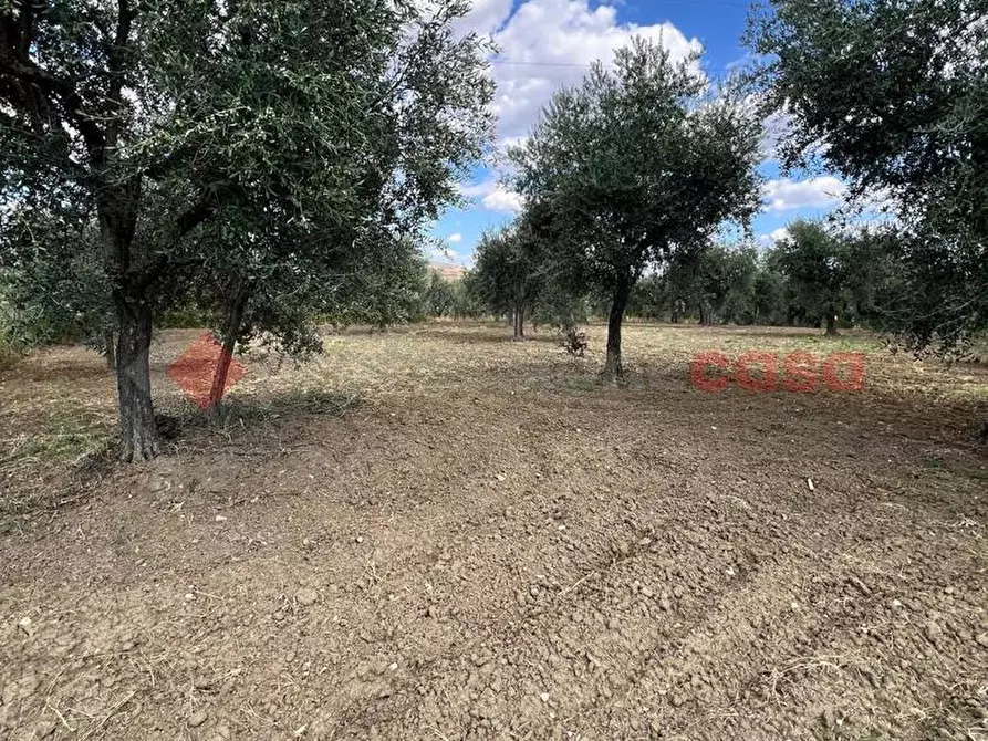 Immagine 1 di Terreno agricolo in vendita  in Contrada GORIZZE, SNC a Barile