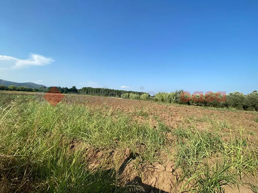 Immagine 13 di Terreno agricolo in vendita  in LocalitÃ  Starzella, SNC a Falciano Del Massico