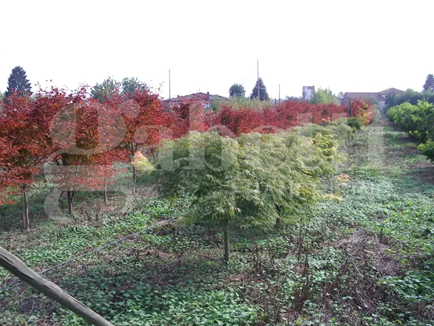 Immagine 3 di Terreno residenziale in vendita  in Via Santa Romana, 00 a Schiavon