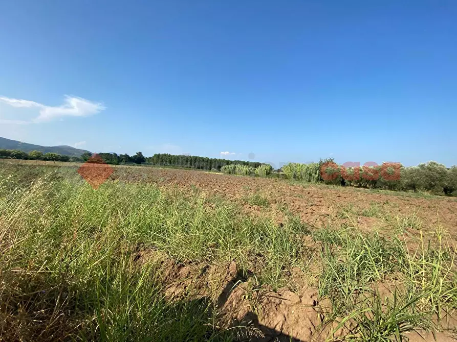 Immagine 11 di Terreno agricolo in vendita  in LocalitÃ  Starzella, SNC a Falciano Del Massico