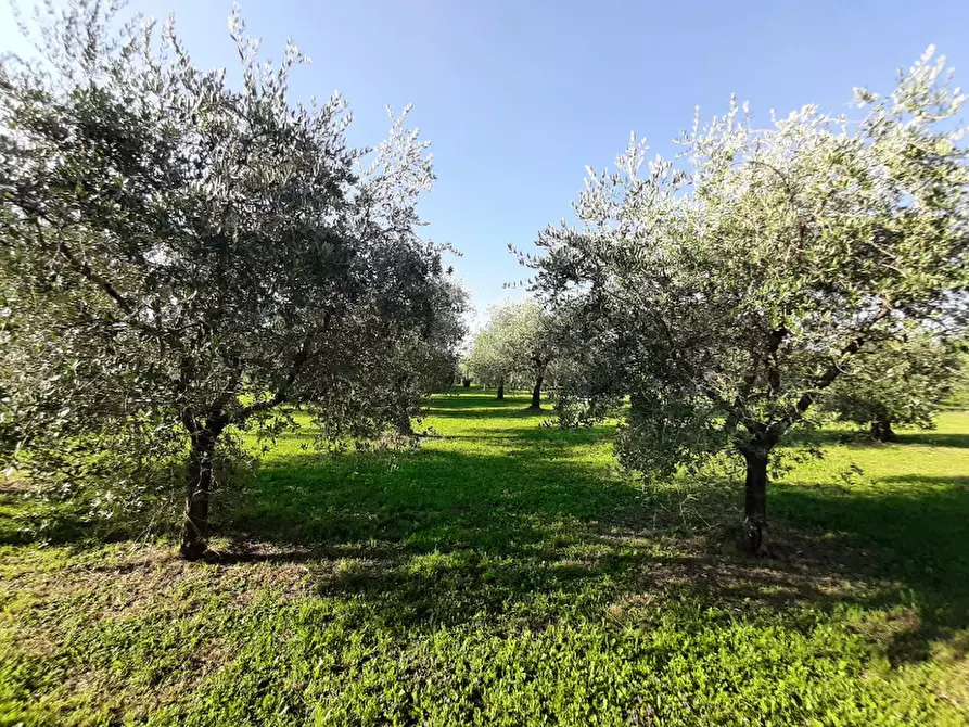 Immagine 10 di Terreno agricolo in vendita  in Via Roseti a San Felice Del Benaco