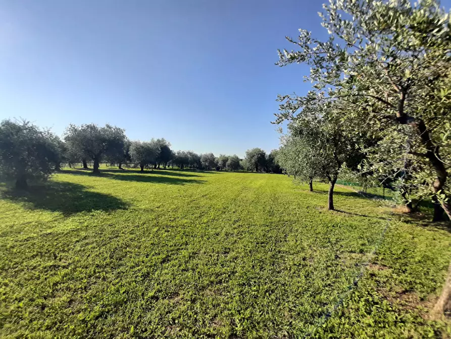 Immagine 6 di Terreno agricolo in vendita  in Via Roseti a San Felice Del Benaco