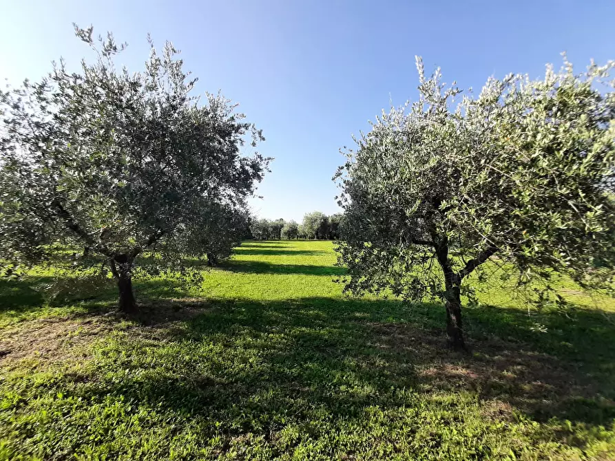 Immagine 7 di Terreno agricolo in vendita  in Via Roseti a San Felice Del Benaco