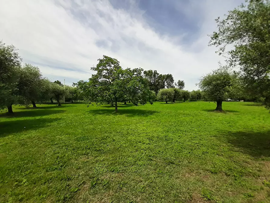 Immagine 7 di Terreno agricolo in vendita  in Via Benaco a San Felice Del Benaco