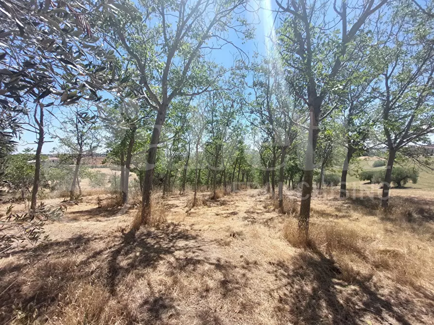 Immagine 9 di Appartamento in vendita  in Via Santa Maria, snc a Mosciano Sant'angelo