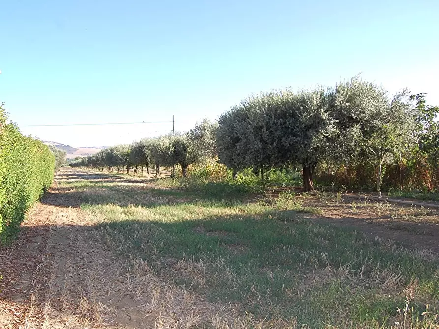 Immagine 1 di Terreno residenziale in vendita  in Via Santa Petronilla a Roseto Degli Abruzzi