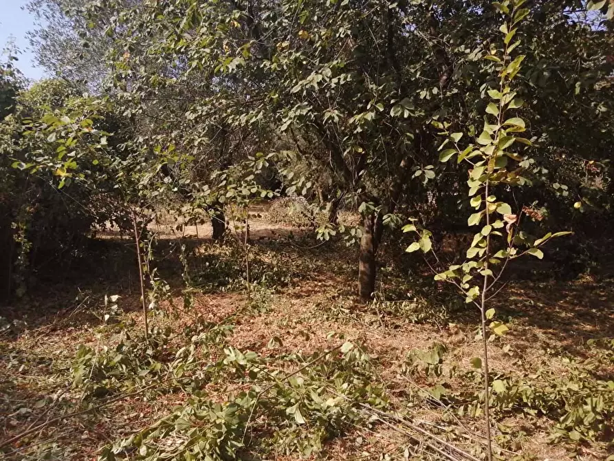 Immagine 2 di Terreno agricolo in vendita  in Via Colli III Tratto, 5 a Sezze