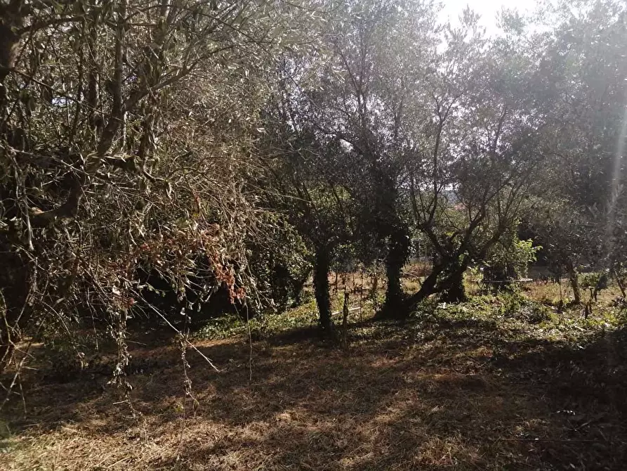 Immagine 5 di Terreno agricolo in vendita  in Via Colli III Tratto, 5 a Sezze