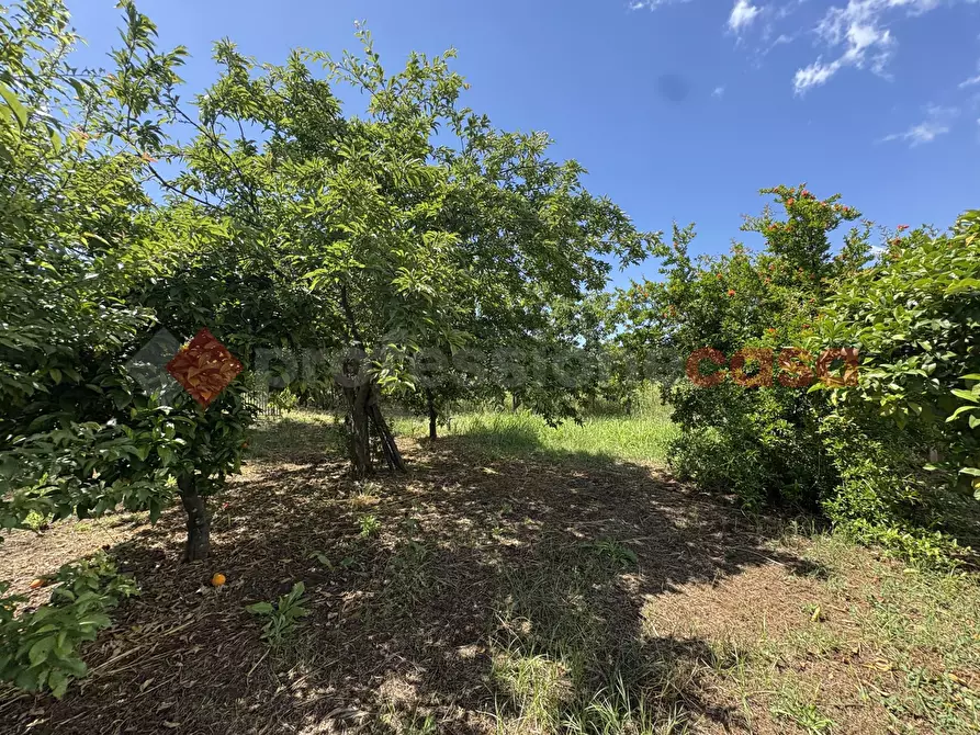 Immagine 8 di Terreno agricolo in vendita  in Via SCIFELLE, 21 a Terracina