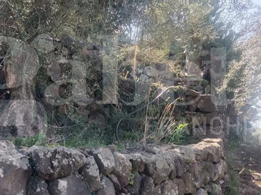 Immagine 7 di Terreno agricolo in vendita  in Contrada Mancusi Soprana, S.N.C a Santa Maria Di Licodia