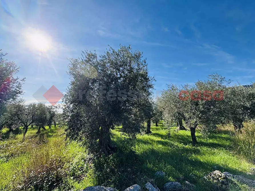 Immagine 7 di Terreno agricolo in vendita  in Via SELVOTTA, 40 a Terracina