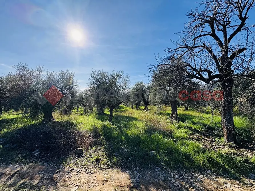 Immagine 12 di Terreno agricolo in vendita  in Via SELVOTTA, 40 a Terracina