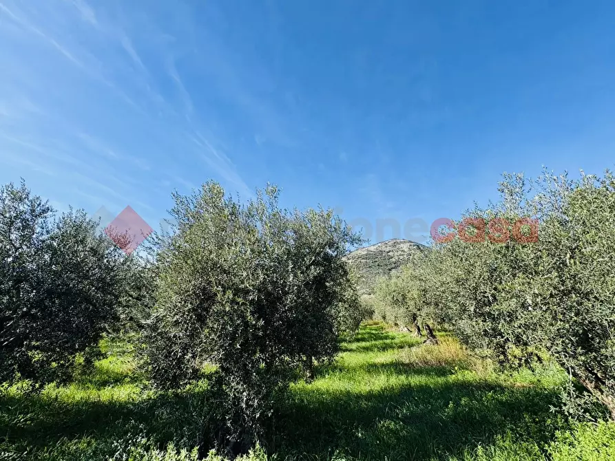 Immagine 3 di Terreno agricolo in vendita  in Via SELVOTTA, 40 a Terracina