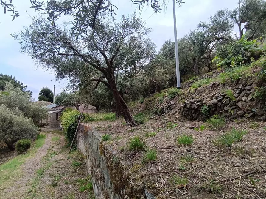 Immagine 7 di Terreno agricolo in vendita  in Via Zafferia, contrada cardÃ , snc a Messina
