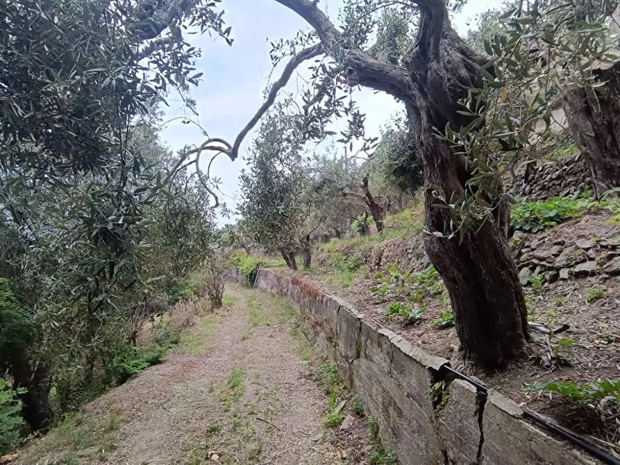 Immagine 6 di Terreno agricolo in vendita  in Via Zafferia, contrada cardÃ , snc a Messina