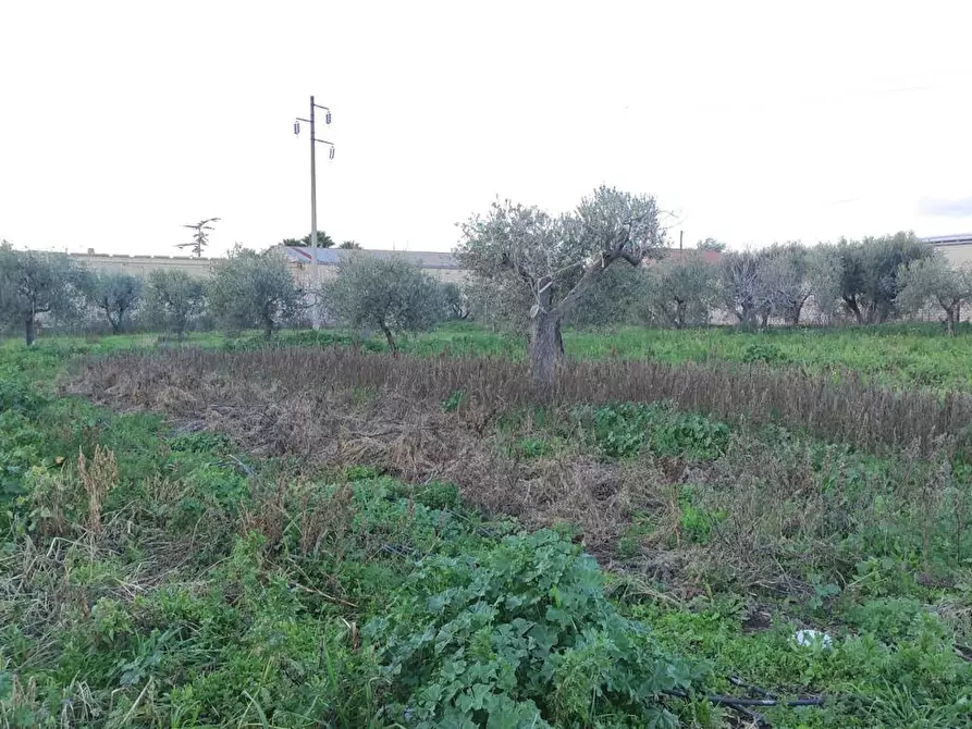 Immagine 11 di Terreno agricolo in vendita  in Via SAN ROCCO, SNC a San Severo