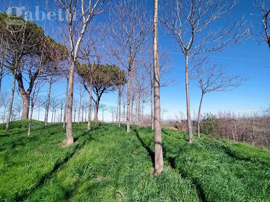 Immagine 6 di Rustico / casale in vendita  in Strada APOLLONIA, 2 a Corinaldo