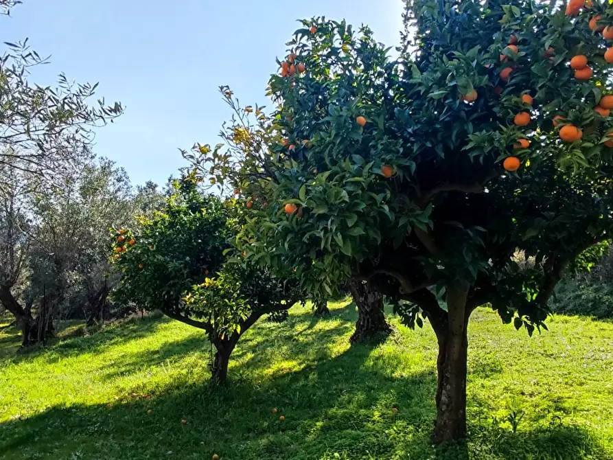 Immagine 46 di Villa in vendita  in LocalitÃ  MORTILLA, SNC a Magisano