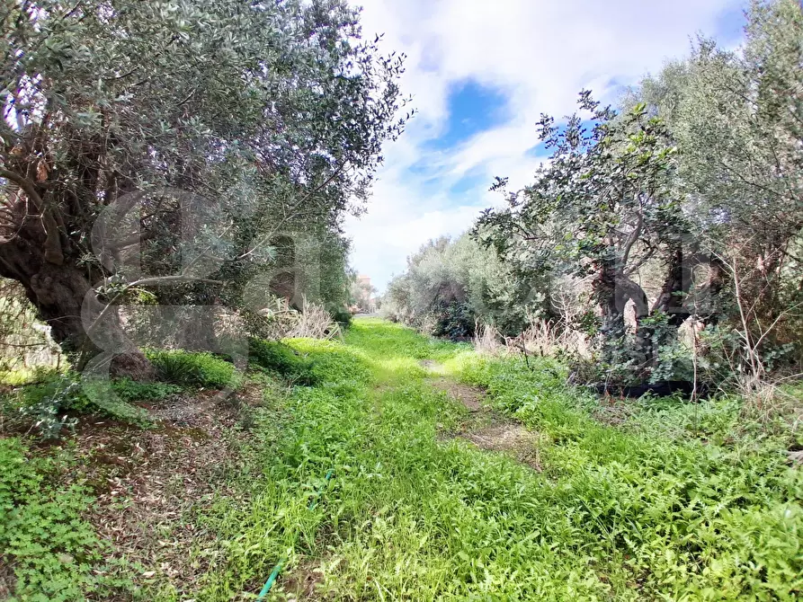 Immagine 19 di Terreno agricolo in vendita  in Contrada gaddimeli, snc a Ragusa