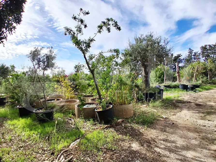 Immagine 16 di Terreno agricolo in vendita  in Contrada gaddimeli, snc a Ragusa