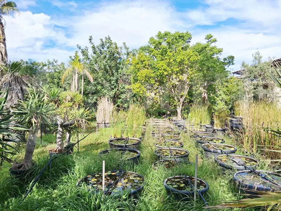 Immagine 40 di Terreno agricolo in vendita  in Contrada gaddimeli, snc a Ragusa