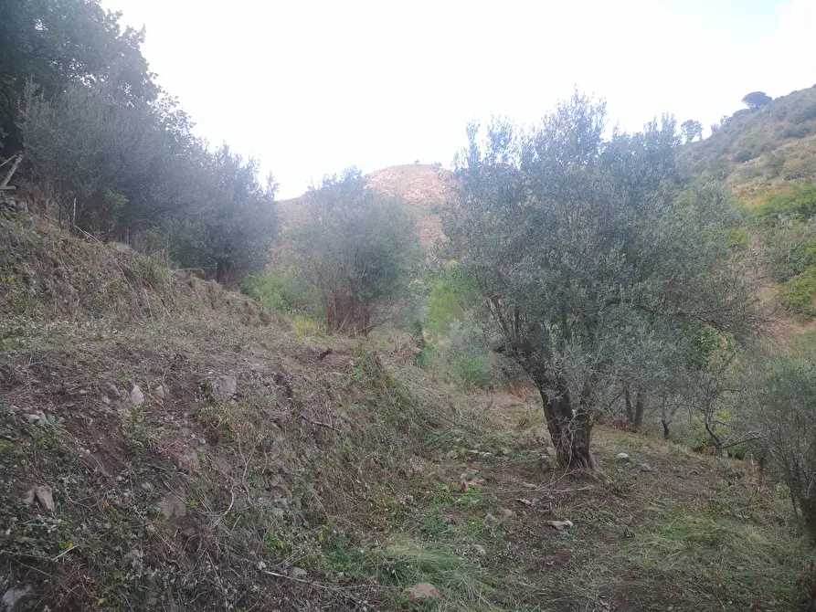Immagine 10 di Terreno agricolo in vendita  in Via Comunale Catarratti, 106 a Messina