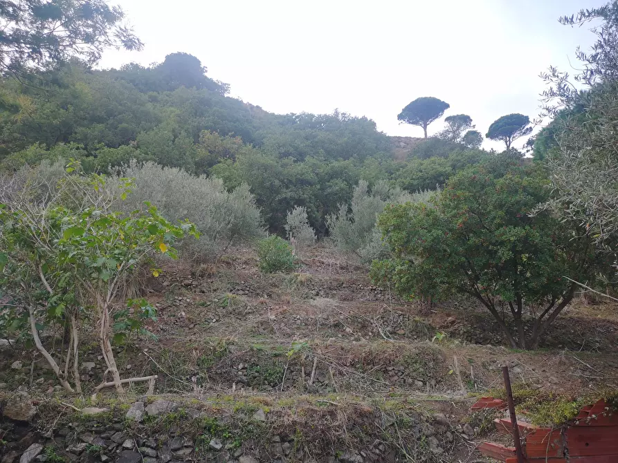 Immagine 15 di Terreno agricolo in vendita  in Via Comunale Catarratti, 106 a Messina