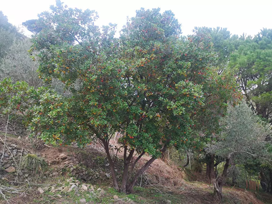 Immagine 8 di Terreno agricolo in vendita  in Via Comunale Catarratti, 106 a Messina