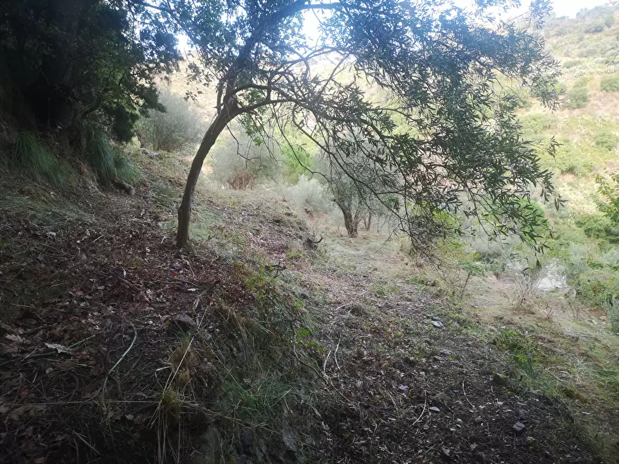 Immagine 12 di Terreno agricolo in vendita  in Via Comunale Catarratti, 106 a Messina