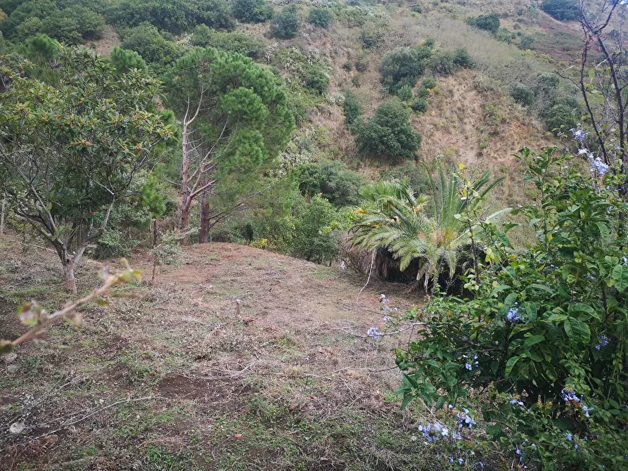Immagine 13 di Terreno agricolo in vendita  in Via Comunale Catarratti, 106 a Messina