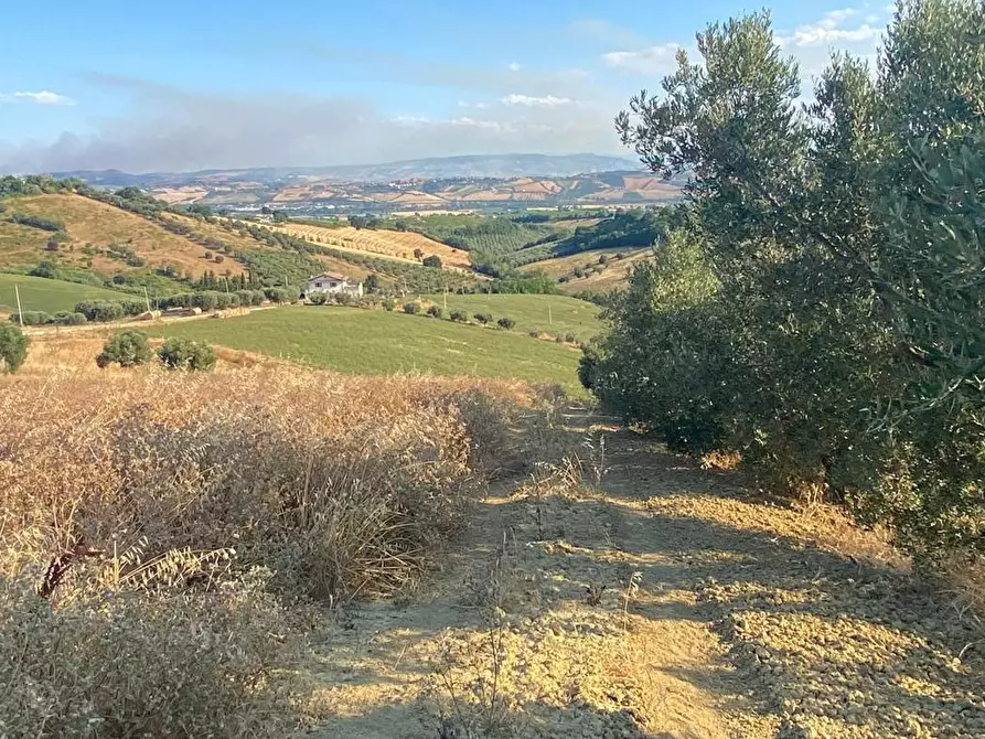 Immagine 6 di Terreno agricolo in vendita  in LocalitÃ  Centovie, 0 a Roseto Degli Abruzzi