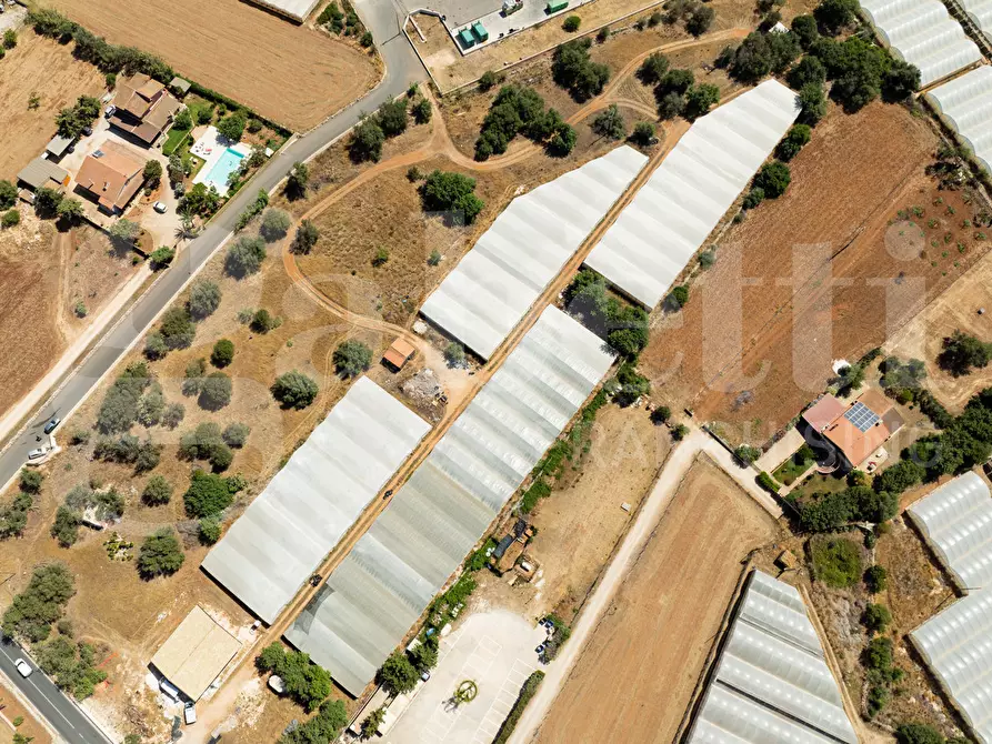 Immagine 9 di Terreno agricolo in vendita  in Contrada Canestanco, snc a Santa Croce Camerina