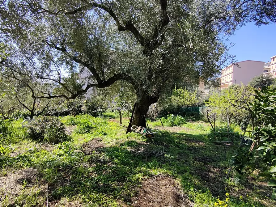 Immagine 5 di Terreno agricolo in vendita  in Via Palestrina, 2 a Iglesias