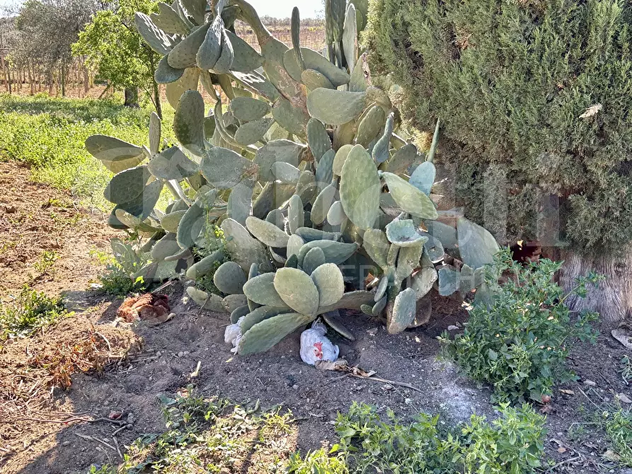 Immagine 31 di Rustico / casale in vendita  in Contrada Bortolone, 55 a Chiaramonte Gulfi