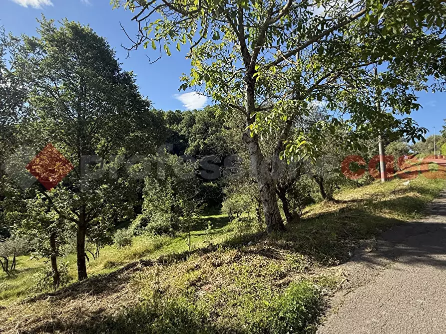 Immagine 14 di Terreno agricolo in vendita  in Via Vicinale PiÃ¨ di monte, snc a Fumone