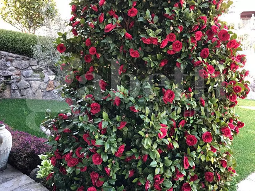 Immagine 14 di Villa in vendita  in Via PONTE OSCURO, snc a Asso