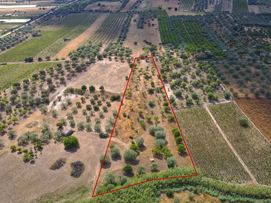 Immagine 1 di Terreno agricolo in vendita  in Via Bommiscuro, . a Noto