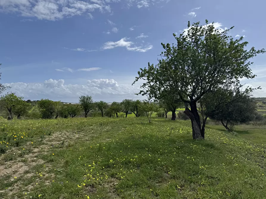 Immagine 5 di Terreno agricolo in vendita  in Via Bommiscuro, . a Noto