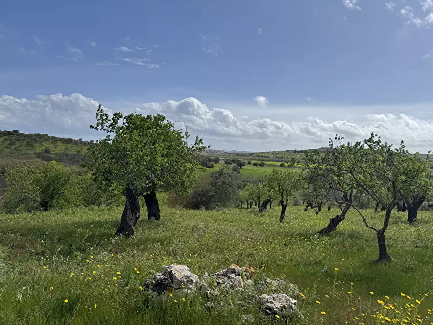 Immagine 4 di Terreno agricolo in vendita  in Via Bommiscuro, . a Noto