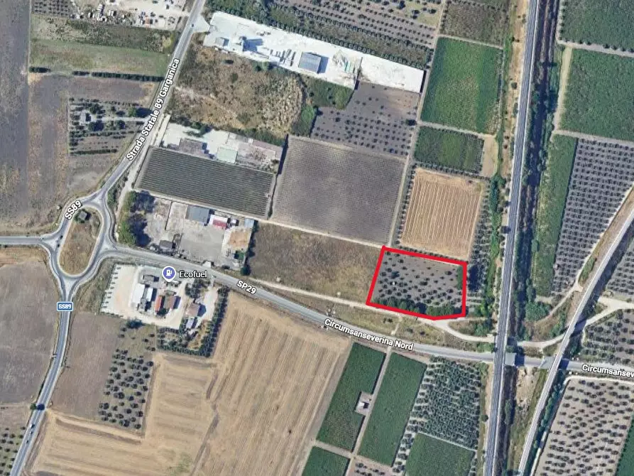 Immagine 4 di Terreno agricolo in vendita  in Contrada CICERO BIANCO a San Severo