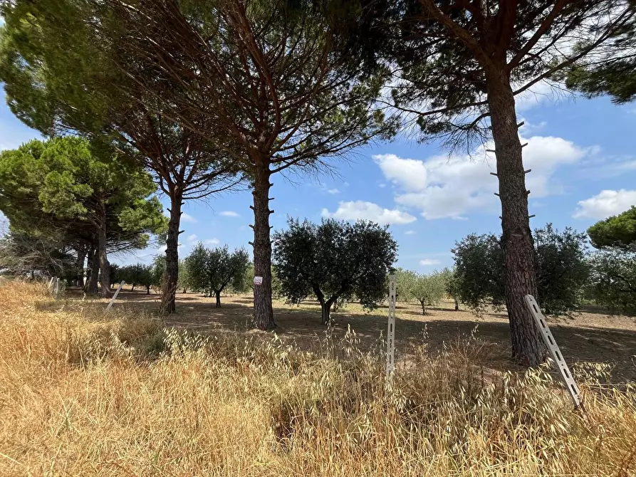 Immagine 1 di Terreno agricolo in vendita  in Contrada CICERO BIANCO a San Severo