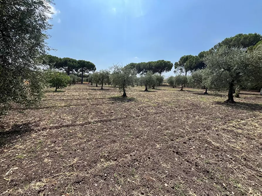 Immagine 3 di Terreno agricolo in vendita  in Contrada CICERO BIANCO a San Severo