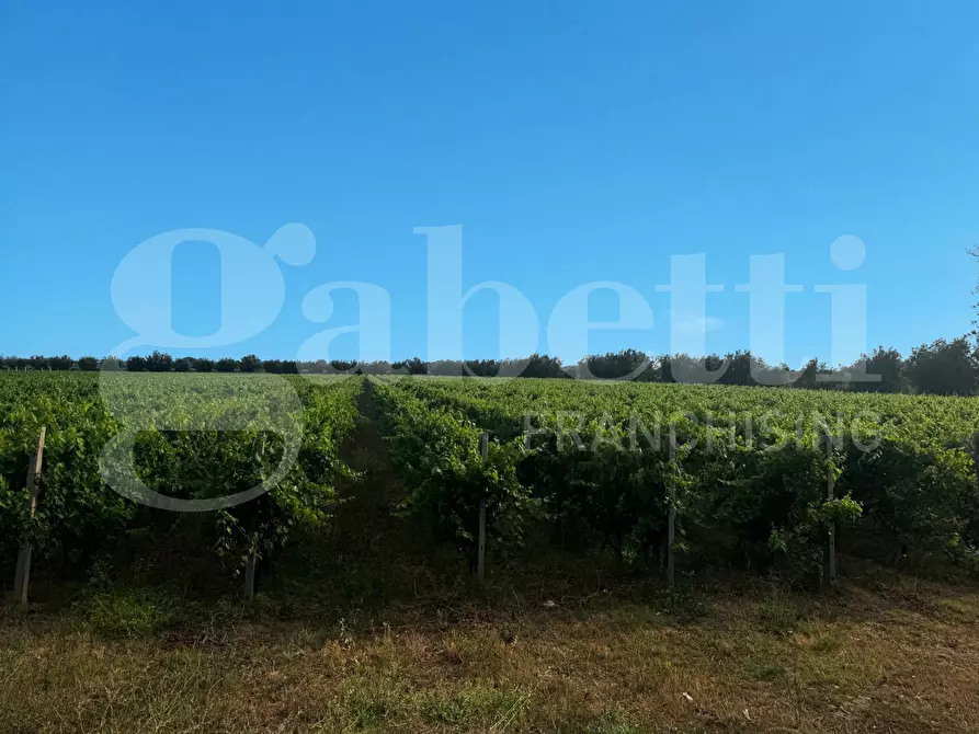 Immagine 5 di Azienda agricola in vendita  in LocalitÃ  Monticello a Pastorano