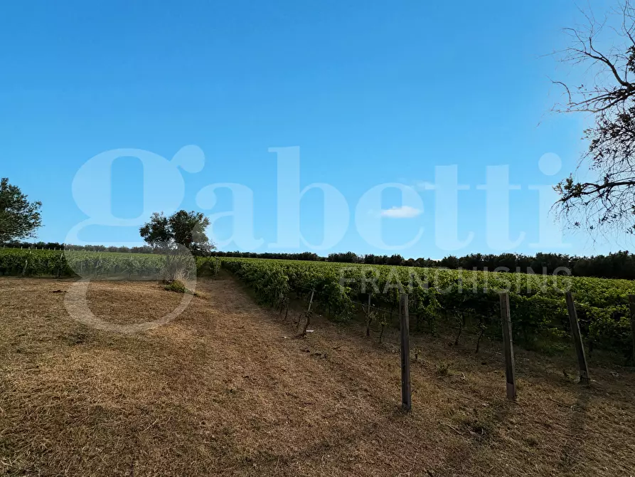 Immagine 15 di Azienda agricola in vendita  in LocalitÃ  Monticello a Pastorano