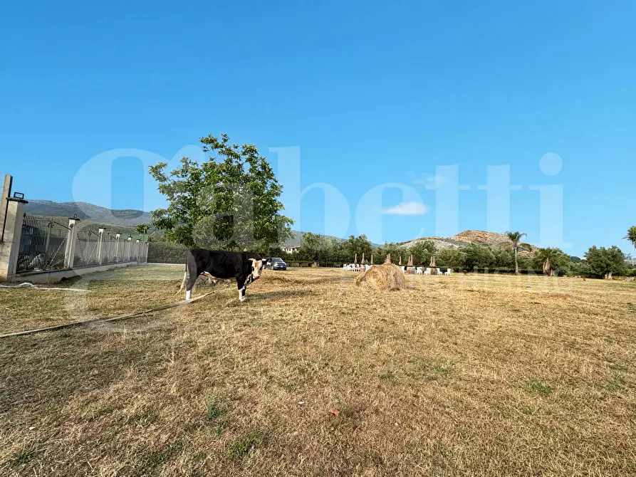 Immagine 14 di Azienda agricola in vendita  in LocalitÃ  Monticello a Pastorano
